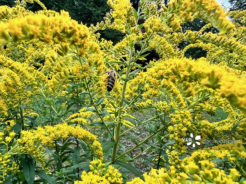 蜜蜂在田野中的黄色金雀花上特写镜头图片素材