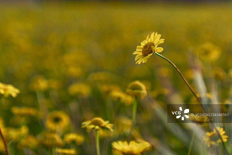 田野中黄色花朵的特写图片素材