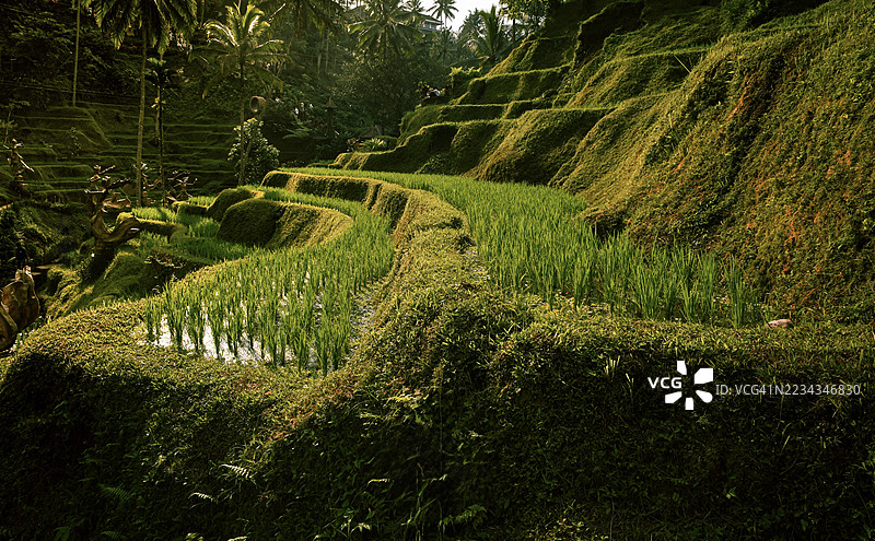 印度尼西亚巴厘岛 Gianyar 郁郁葱葱的绿色梯田图片素材