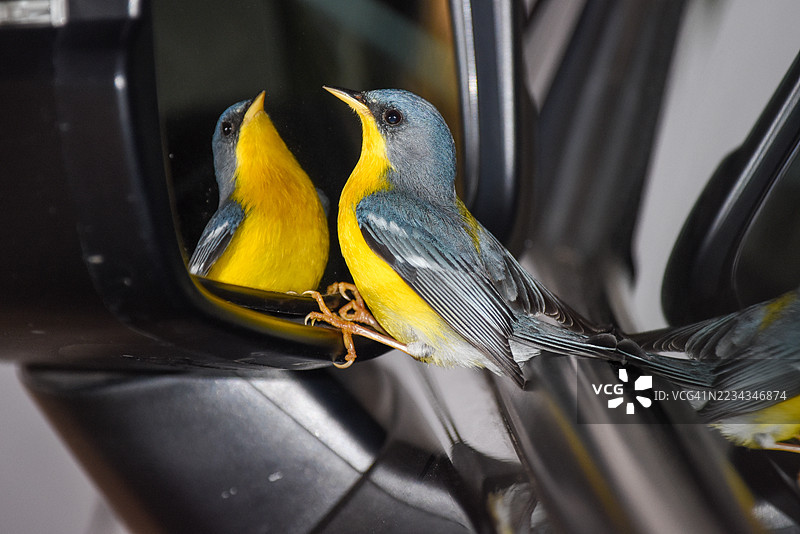 鸟儿在汽车后视镜中欣赏自己的倒影图片素材