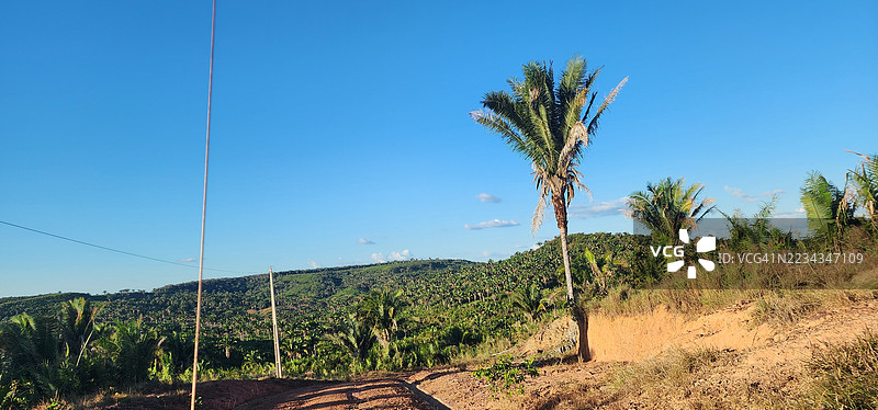 巴西梅阿林的山坡上有棕榈树，蓝天晴朗。图片素材