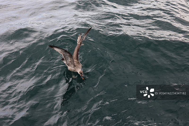 高角度视图的海鸥在海洋上空飞翔图片素材