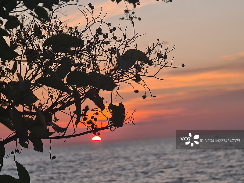 海上日落时树的剪影图片素材
