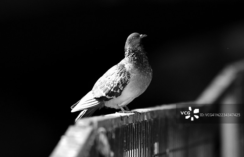 黑白特写镜头，鸽子栖息在栏杆上图片素材