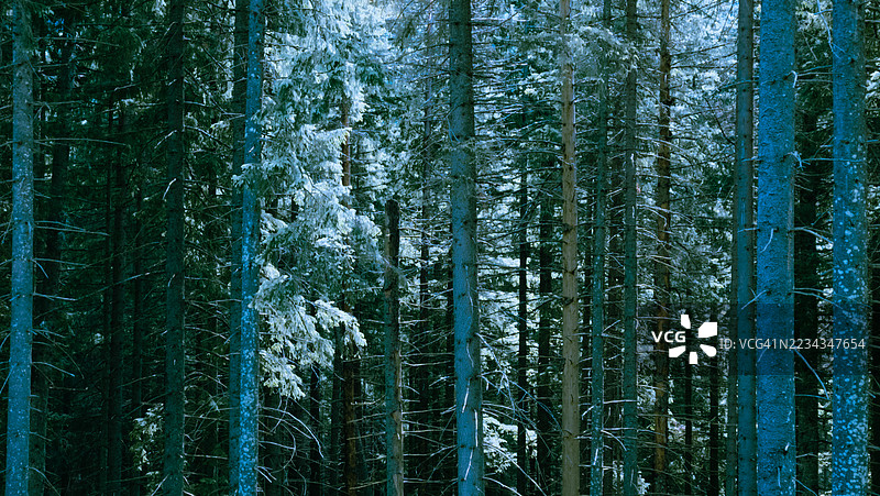 被雪覆盖的树木在茂密的冬季森林中图片素材