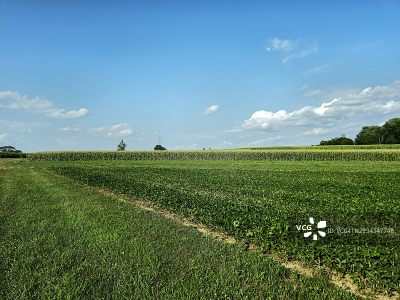 广阔的农业田野在晴朗的蓝天下，沃伦县，美国图片素材