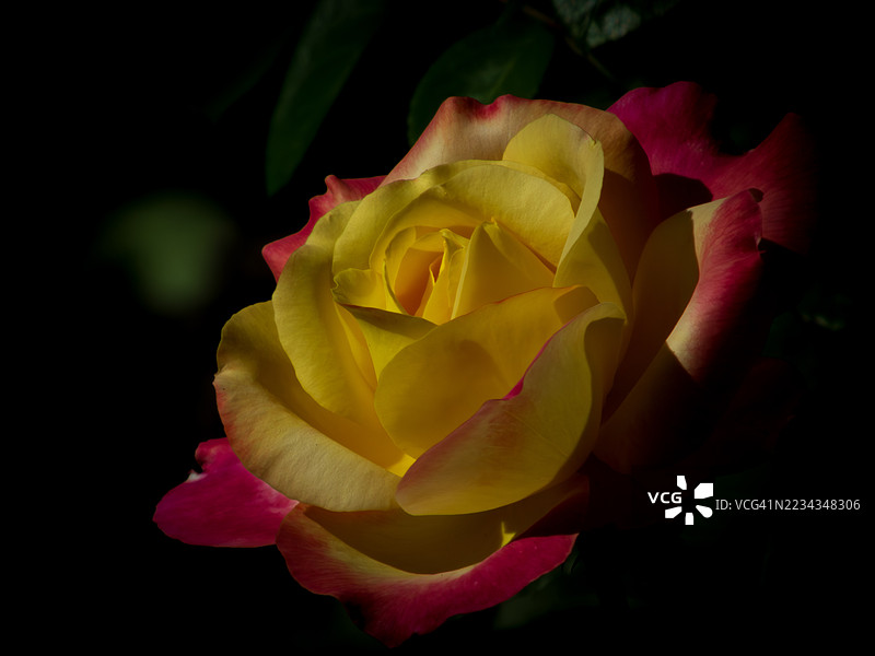 鲜艳的黄色和粉色玫瑰与深色背景相映衬图片素材