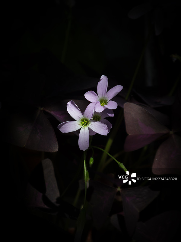 黑暗环境中的紫色酢浆草花特写图片素材