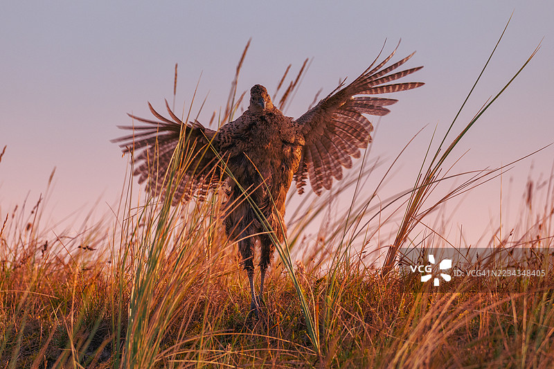 在日落时分，野鸡在田野中展开翅膀图片素材