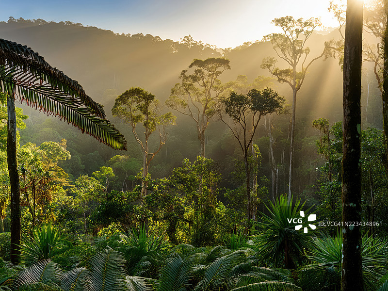 阳光透过郁郁葱葱的热带森林，澳大利亚，丹特里雨林图片素材