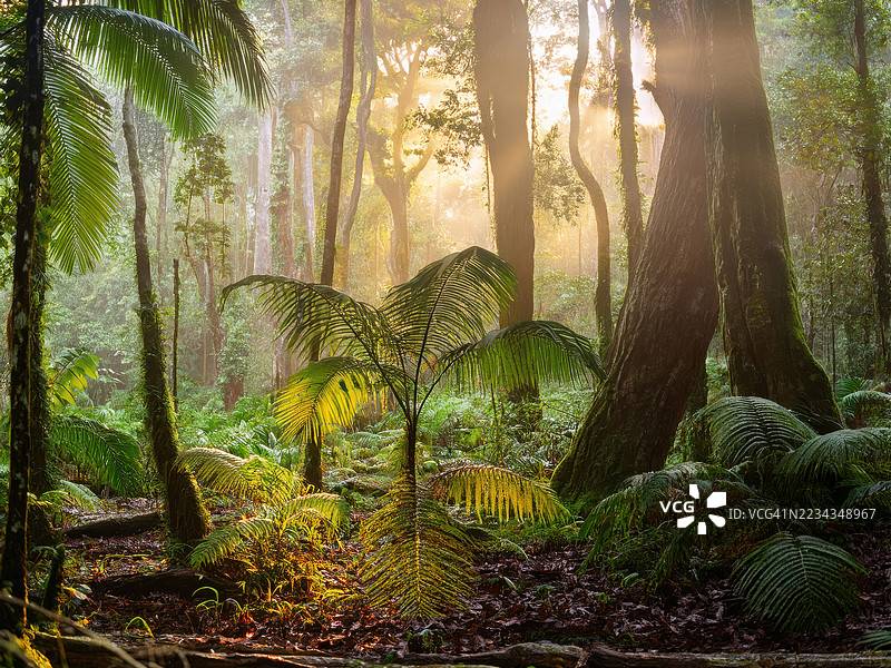 阳光透过郁郁葱葱的热带森林，澳大利亚，丹特里雨林图片素材