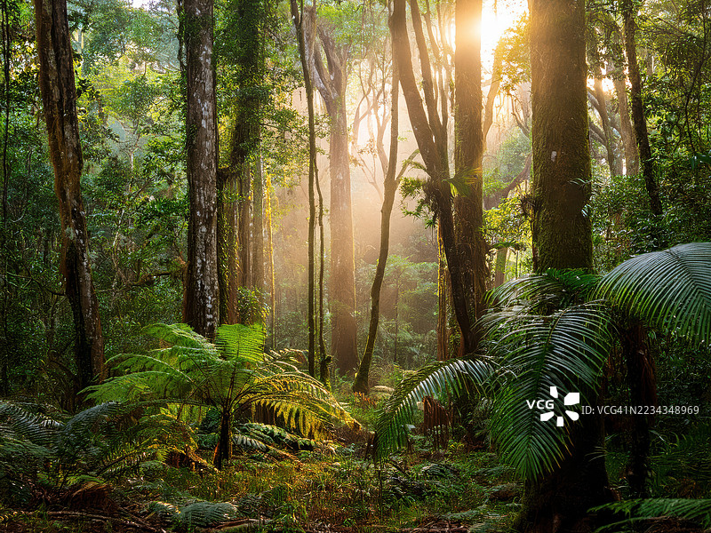 阳光透过郁郁葱葱的森林，澳大利亚，丹特里雨林图片素材
