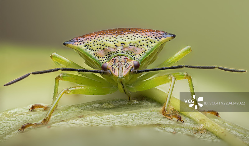 彩色盾虫在叶子上的特写镜头图片素材