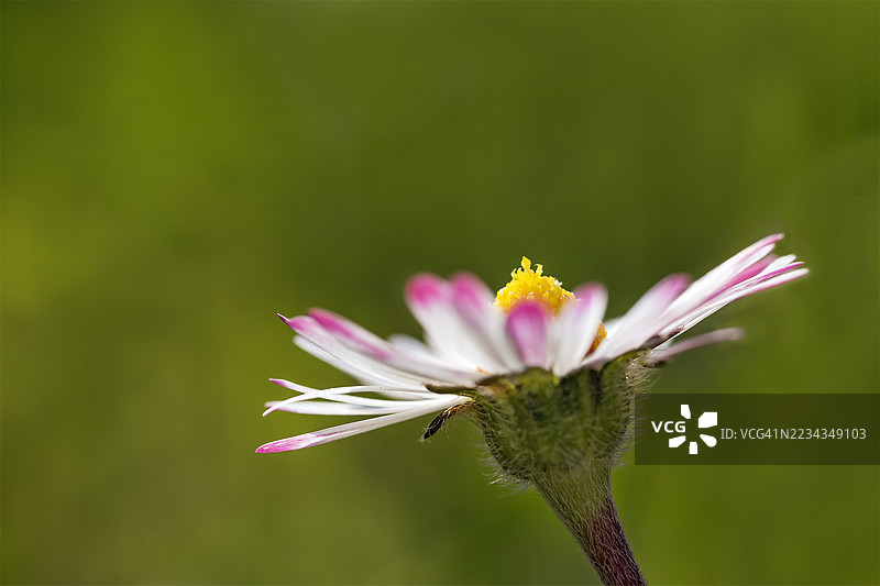 粉色花瓣边缘的雏菊特写，背景为绿色。图片素材