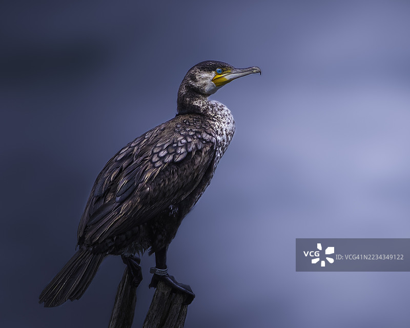 鸬鹚栖息在木桩上，背景是蓝天图片素材