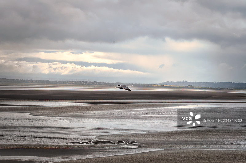 黄昏时分，一只海鸥飞过宁静的海滩，法国图片素材