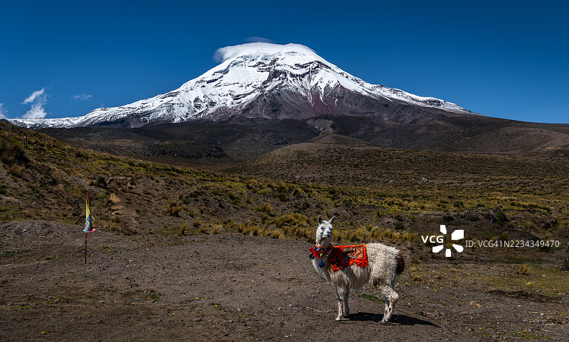 在晴朗的蓝天下，站在雪山前的骆驼，厄瓜多尔图片素材
