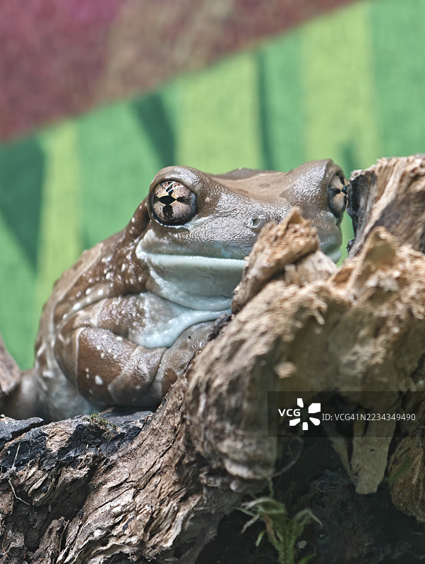 青蛙在树干上休息的特写镜头图片素材