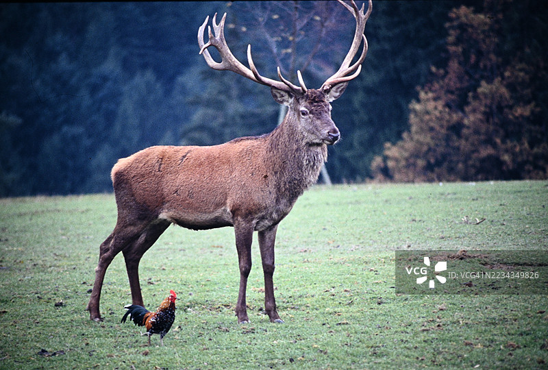 森林空地上的雄伟鹿和公鸡图片素材