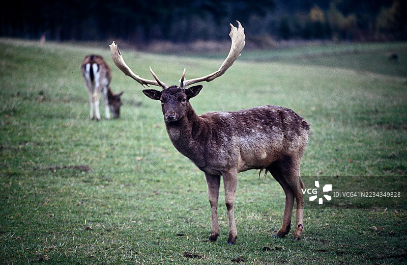 雄伟的鹿站在田野中图片素材