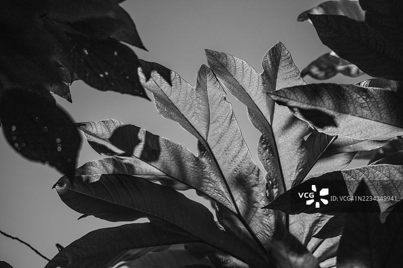 黑白特写的叶子，阳光透过叶子洒下。图片素材