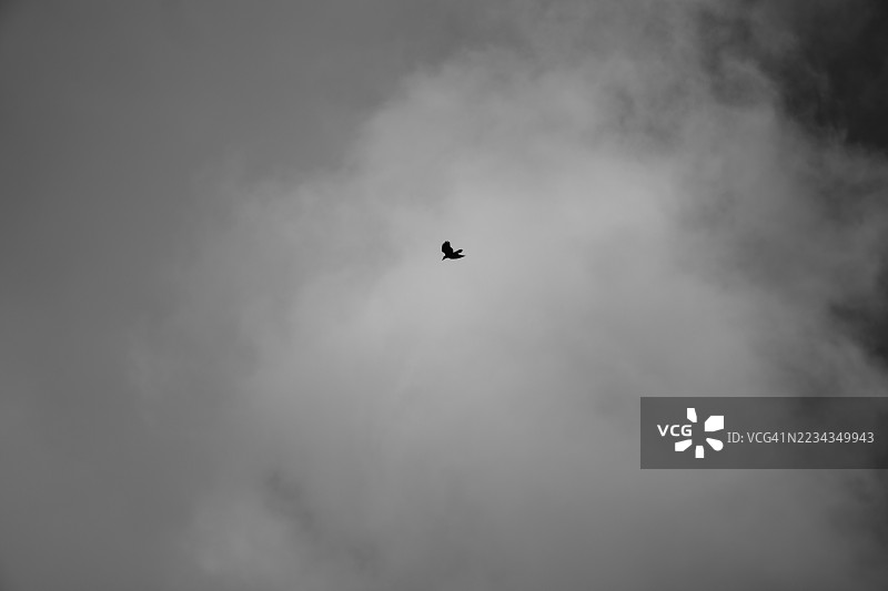 在多云的天空中飞翔的鸟的剪影图片素材