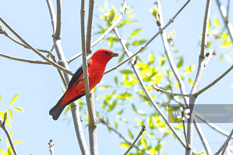 红色唐纳雀栖息在树枝上，背景是蓝天图片素材