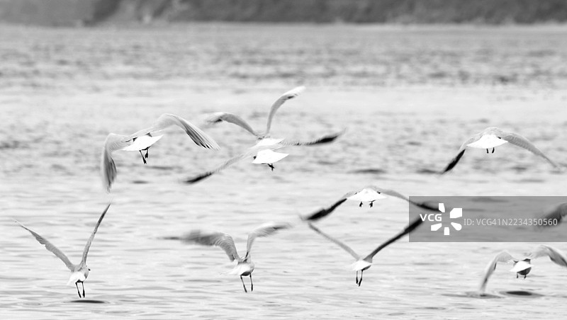 一群海鸥在海洋上空飞翔图片素材