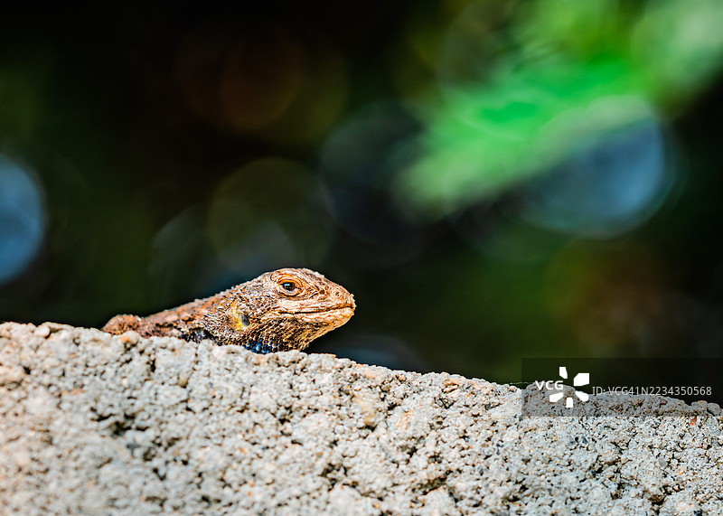 蜥蜴在岩石上晒太阳的特写镜头图片素材
