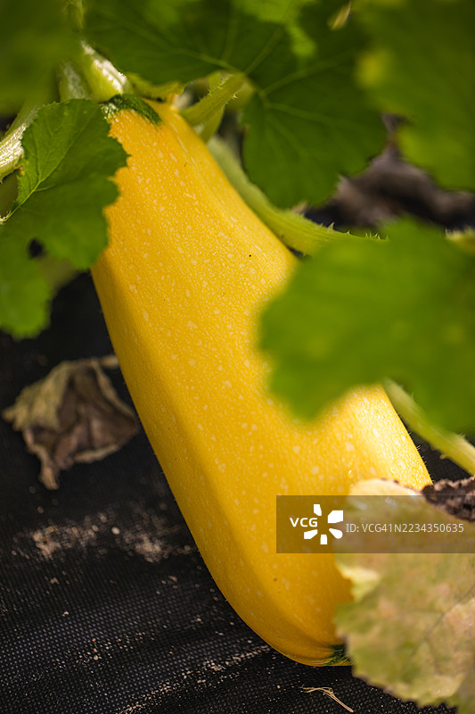 花园中生长的黄南瓜图片素材