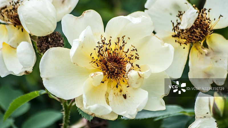 盛开的白玫瑰特写图片素材