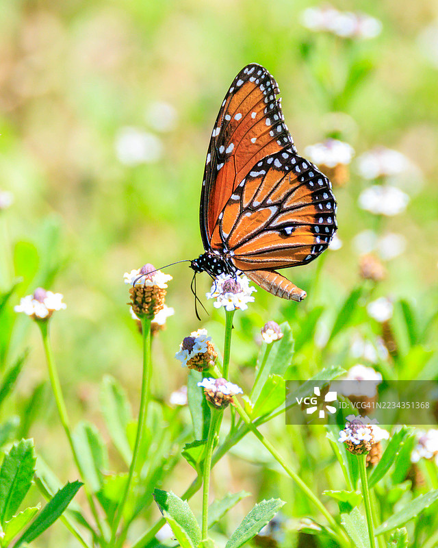君主蝶在草地上的野花上授粉图片素材