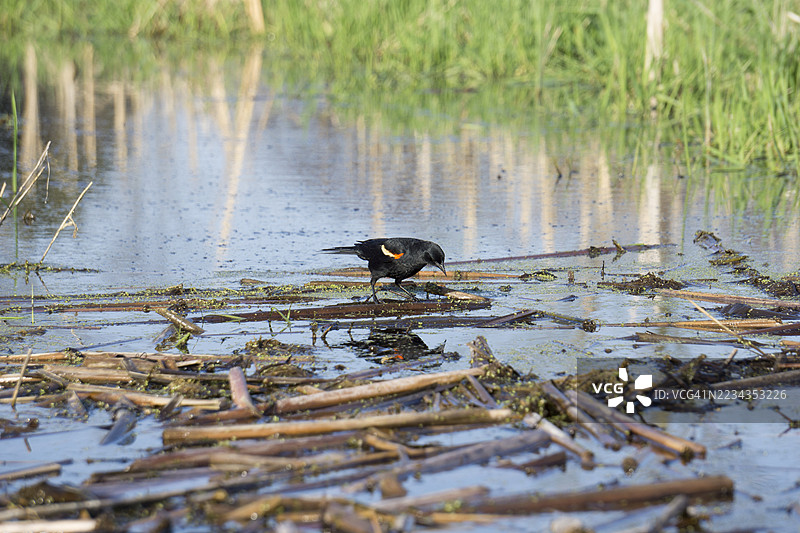红翅黑鸟站在湿地杂物上图片素材