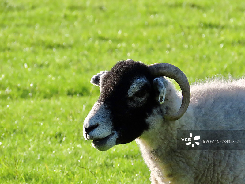草地上弯角羊的特写镜头图片素材