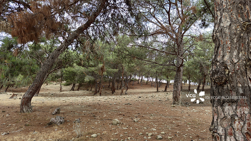 干旱森林景观中的松树图片素材