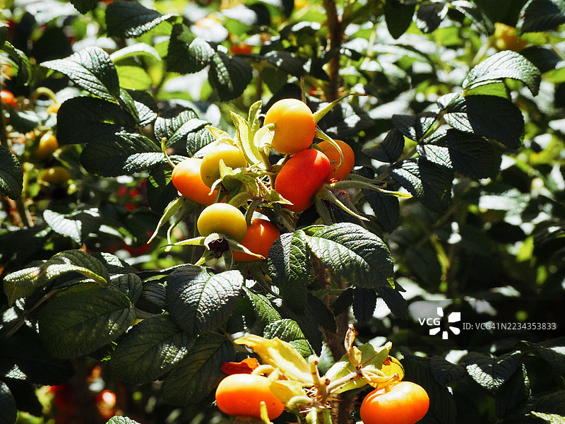 成熟橙色水果特写，生长在多叶树枝上，加拿大卢嫩堡图片素材
