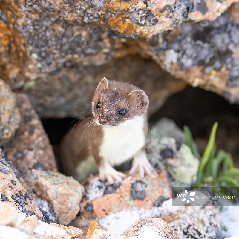 年轻的黄鼠狼从岩石缝隙中探出头来图片素材