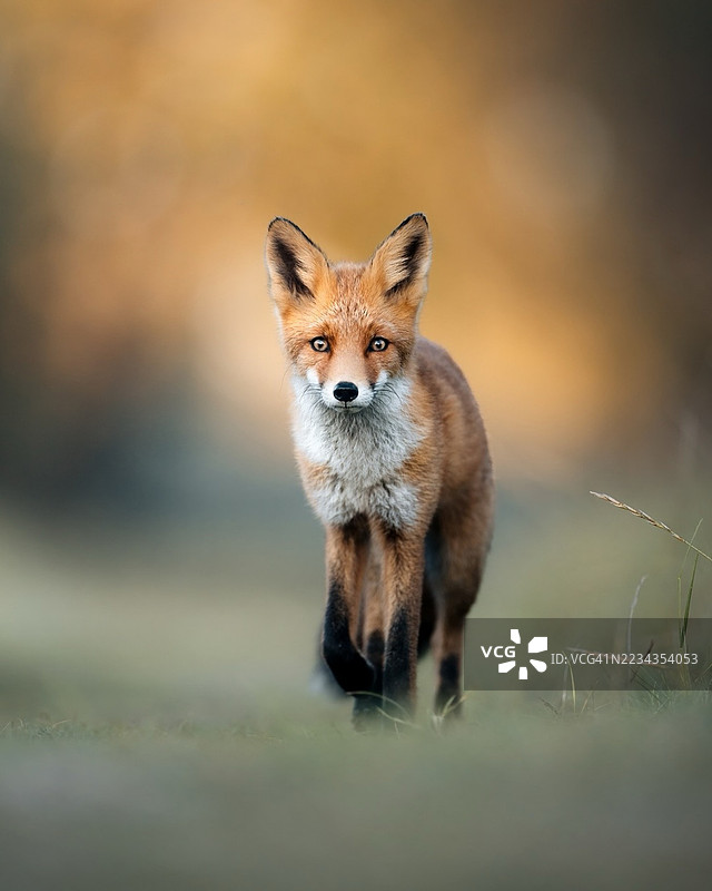 雄伟的红狐站在自然栖息地中图片素材
