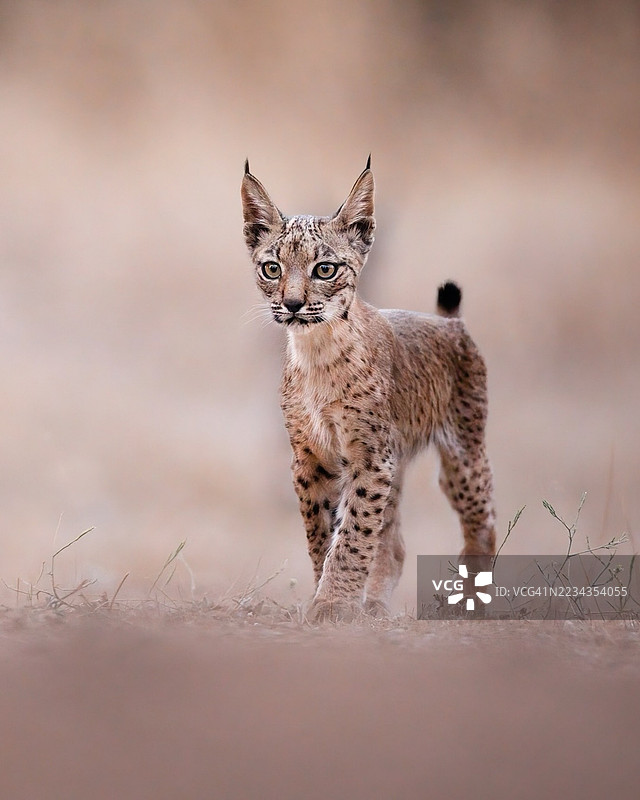 年轻的伊比利亚猞猁在自然栖息地中行走图片素材