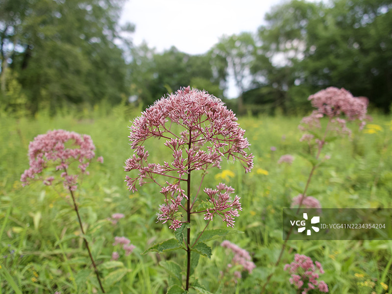 粉色的乔派草花在郁郁葱葱的绿地上特写图片素材