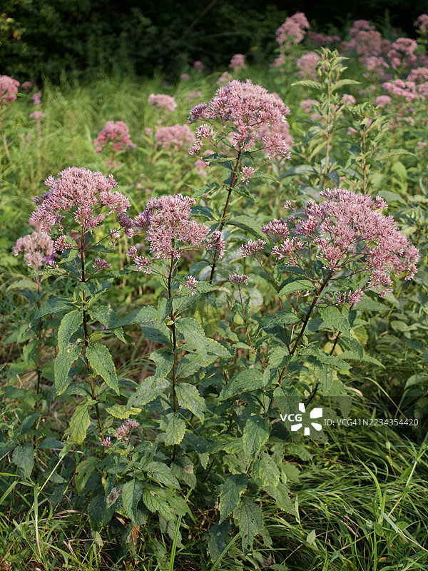 粉色乔派草花在郁郁葱葱的绿色田野中图片素材