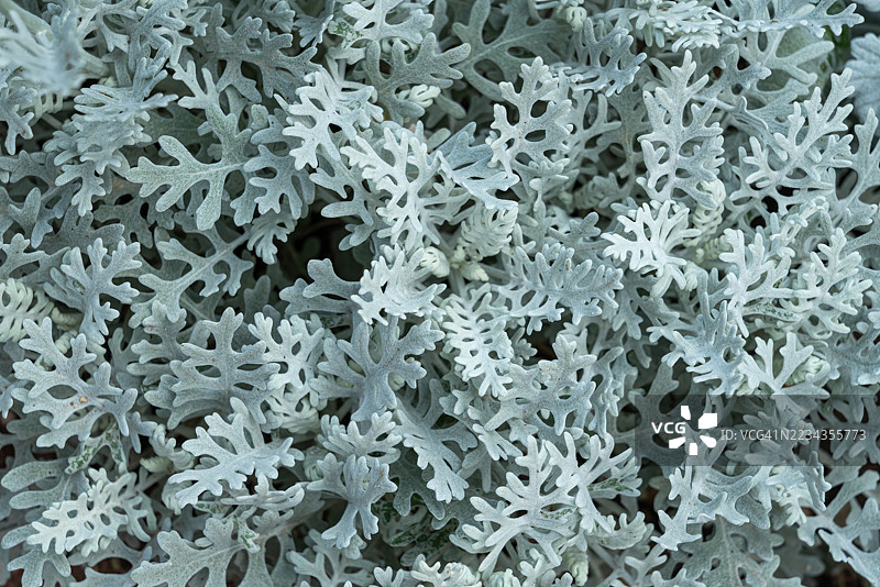 带霜的灰尘米勒植物特写图片素材