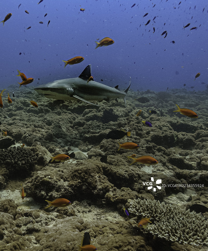 一条鲨鱼在珊瑚礁中游弋，周围环绕着五彩斑斓的鱼群图片素材