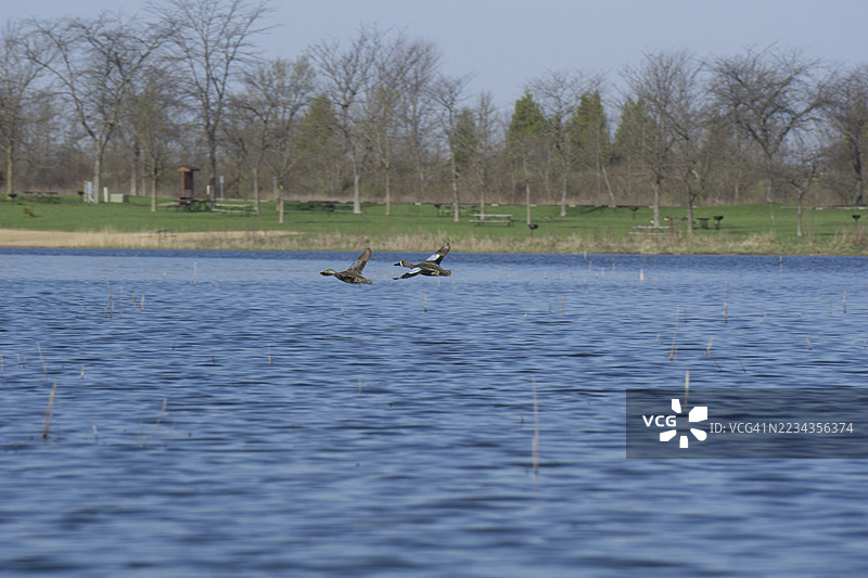 两只鸭子在公园环境中飞越宁静的湖泊图片素材