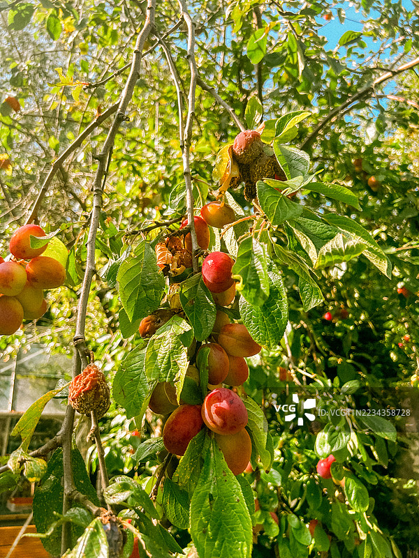 树枝上挂着成熟的李子特写镜头图片素材