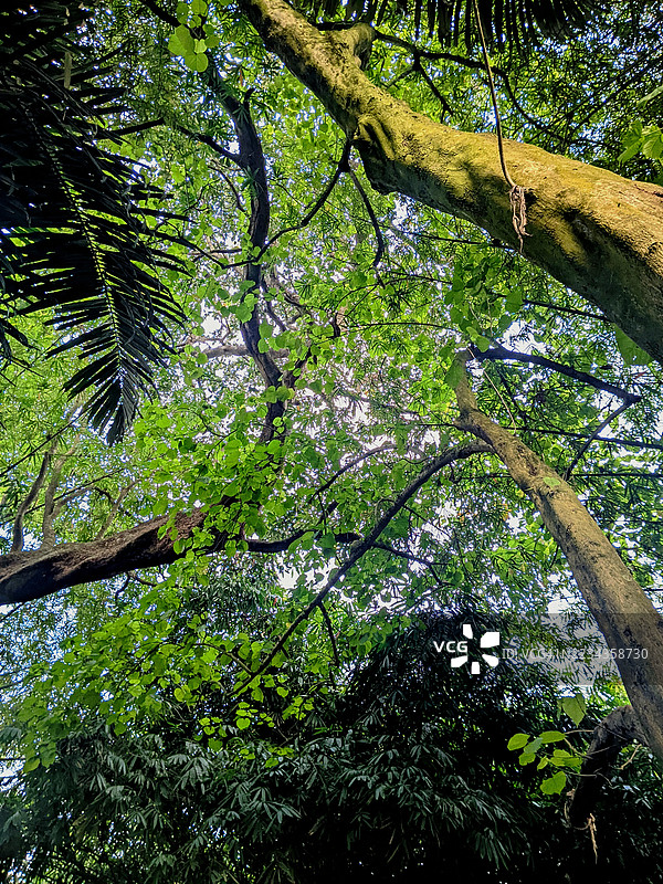 郁郁葱葱的绿树和高大的树木在茂密的森林中图片素材