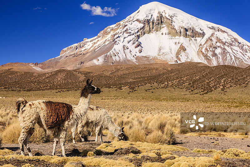 在玻利维亚高原上，火山萨哈马对面的骆驼。图片素材