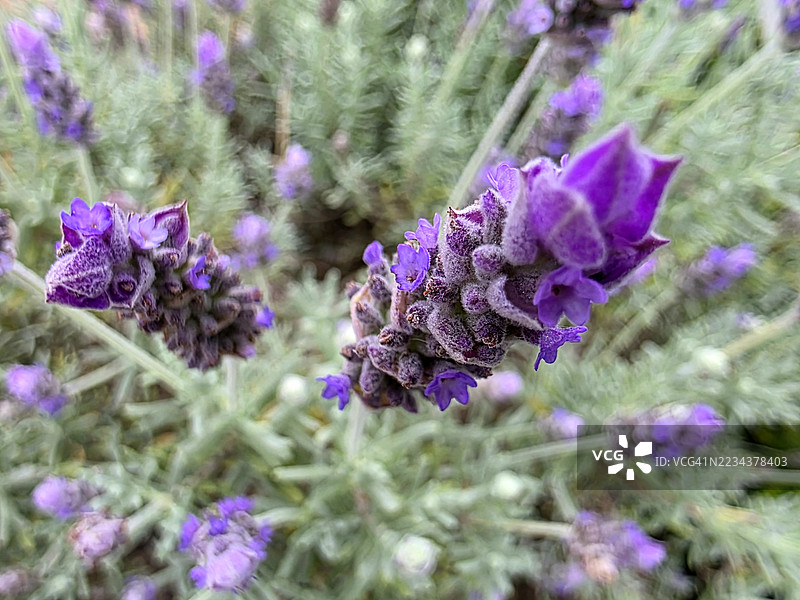 薰衣草花背景图片素材