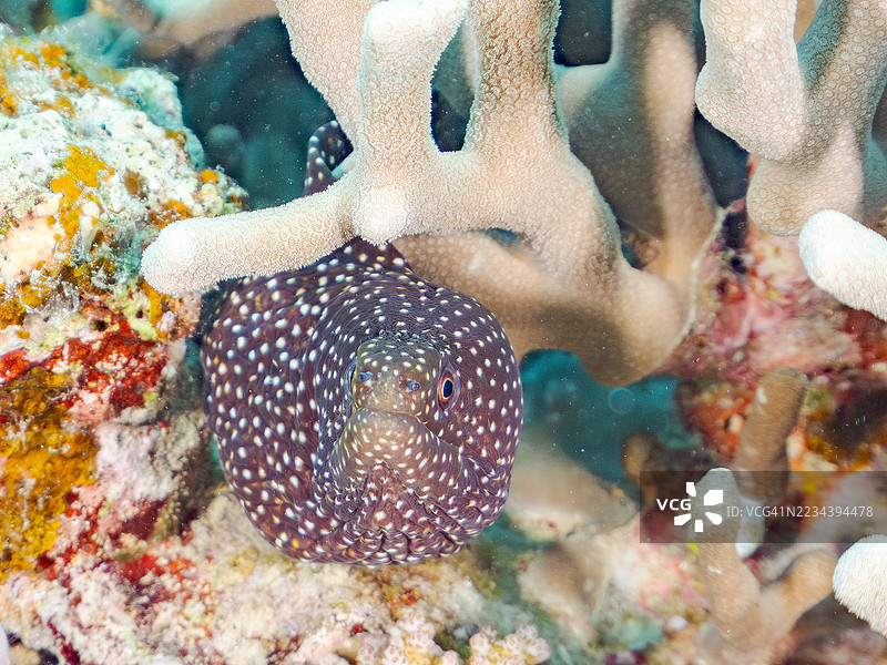 火鸡鳗鱼，Gymnothorax meleagris，一群热带鱼。美丽的珊瑚礁和游泳的人们。阿穆罗岛，座间味岛，庆良间群岛，岛尻郡，冲绳 - 2025年6月30日图片素材