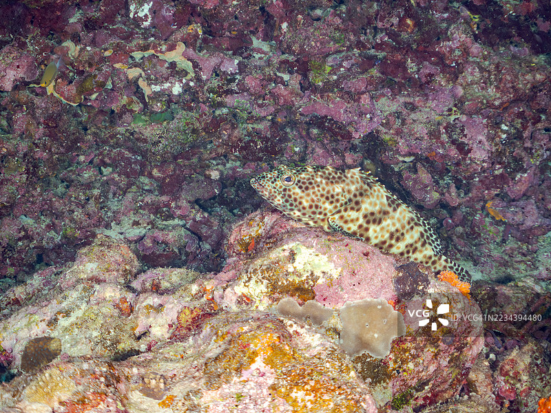 蜂窝石斑鱼,Epinephelus merra。一群热带鱼。美丽的珊瑚礁和游泳的人们。阿穆罗岛,座间味岛,慶良間群岛,岛尻郡,冲绳 - 2025年6月30日图片素材